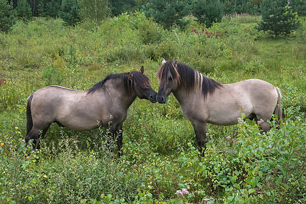 Konik (Equus caballus sspec.)