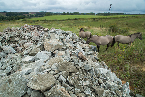 Konik (Equus caballus sspec.)