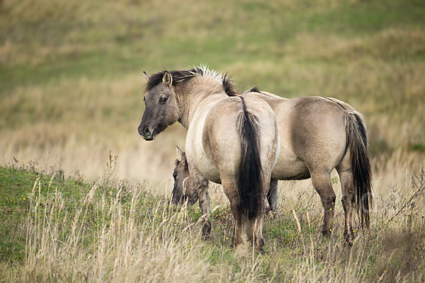 Konik (Equus caballus sspec.)