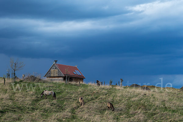 Konik (Equus caballus sspec.)