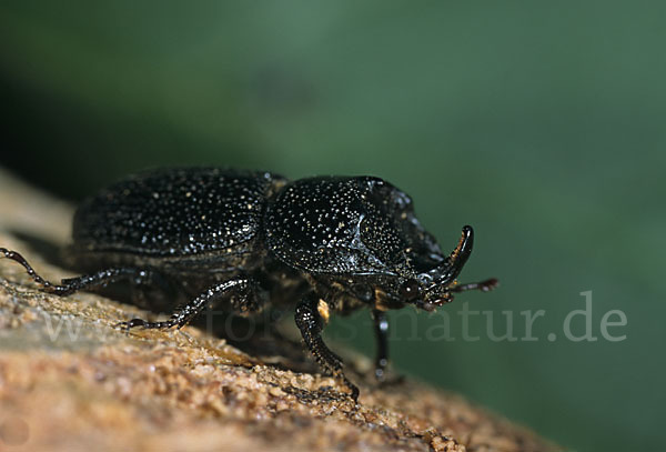 Kopfhornschröter (Sinodendron cylindricum)