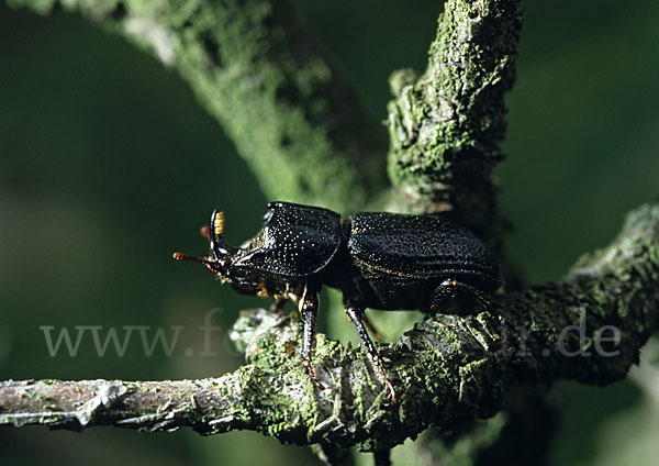 Kopfhornschröter (Sinodendron cylindricum)