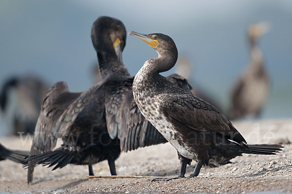 Kormoran (Phalacrocorax carbo)