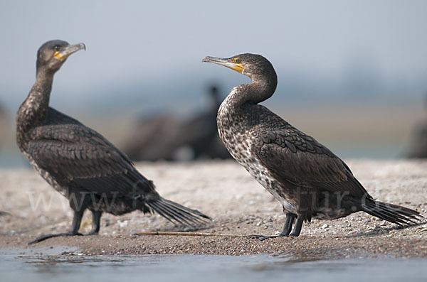 Kormoran (Phalacrocorax carbo)