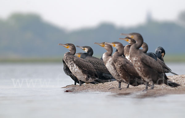 Kormoran (Phalacrocorax carbo)