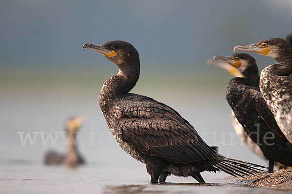 Kormoran (Phalacrocorax carbo)