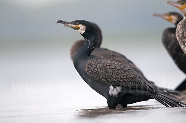 Kormoran (Phalacrocorax carbo)