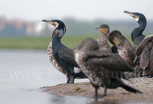 Kormoran (Phalacrocorax carbo)