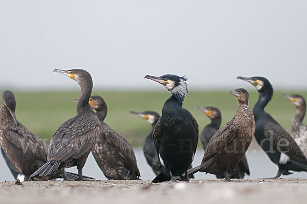 Kormoran (Phalacrocorax carbo)