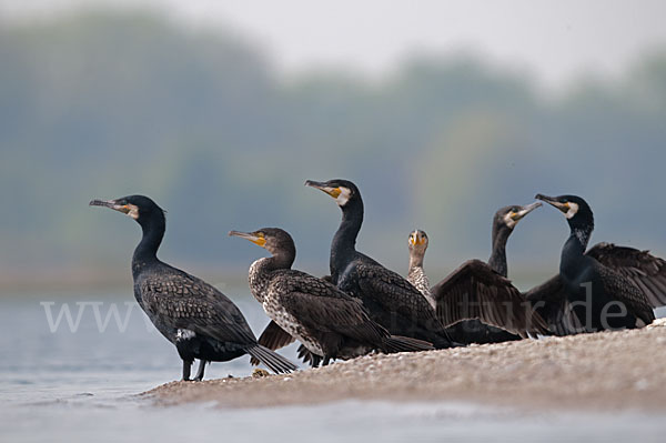 Kormoran (Phalacrocorax carbo)