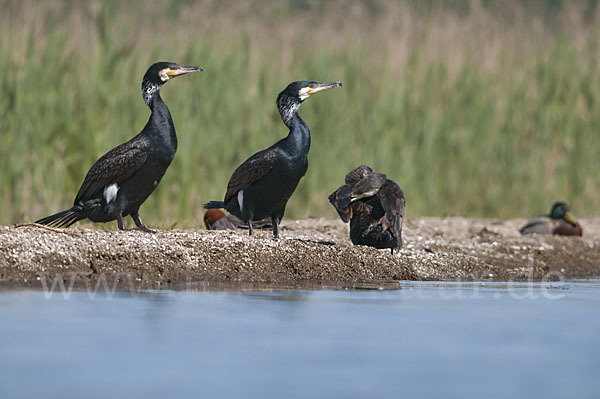 Kormoran (Phalacrocorax carbo)