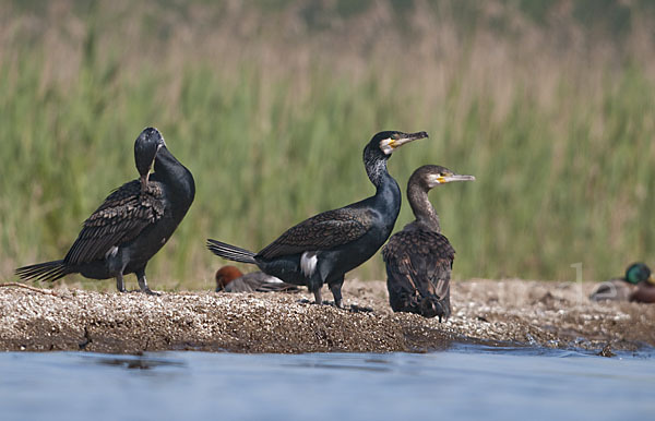 Kormoran (Phalacrocorax carbo)