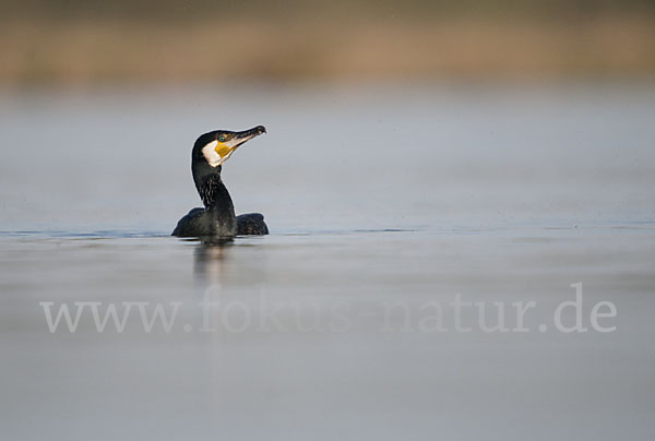 Kormoran (Phalacrocorax carbo)