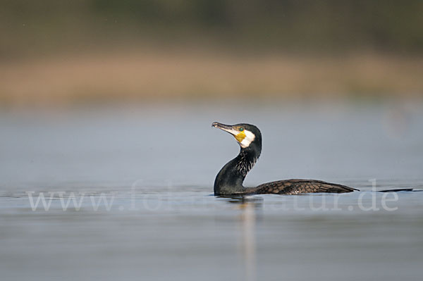 Kormoran (Phalacrocorax carbo)