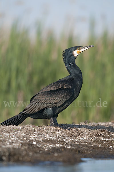 Kormoran (Phalacrocorax carbo)