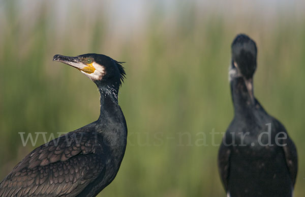 Kormoran (Phalacrocorax carbo)