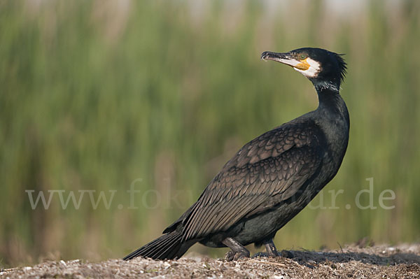 Kormoran (Phalacrocorax carbo)