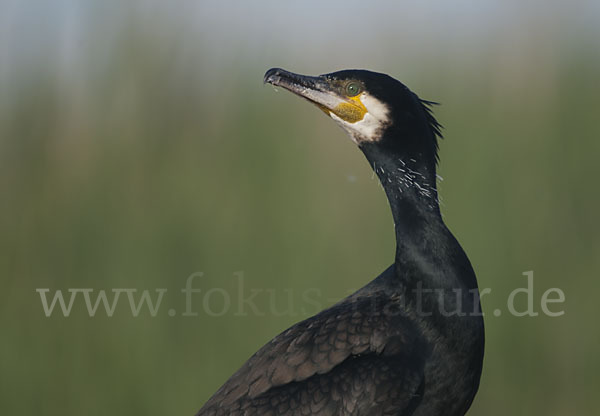 Kormoran (Phalacrocorax carbo)