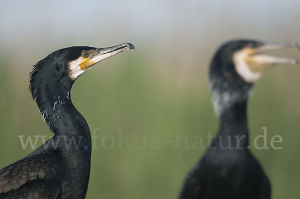 Kormoran (Phalacrocorax carbo)