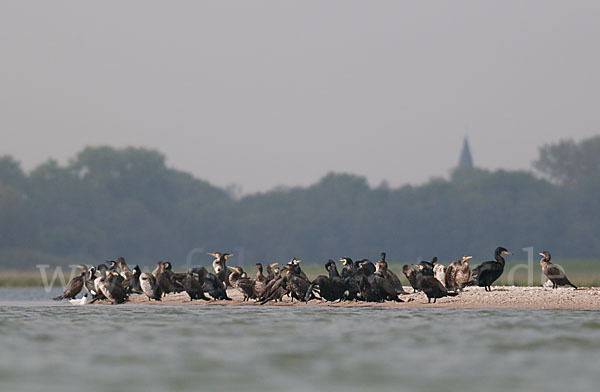 Kormoran (Phalacrocorax carbo)