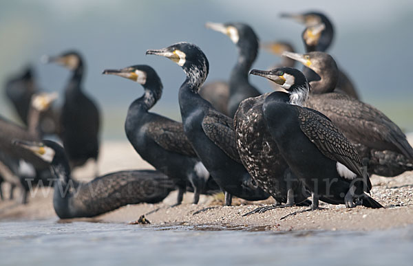 Kormoran (Phalacrocorax carbo)