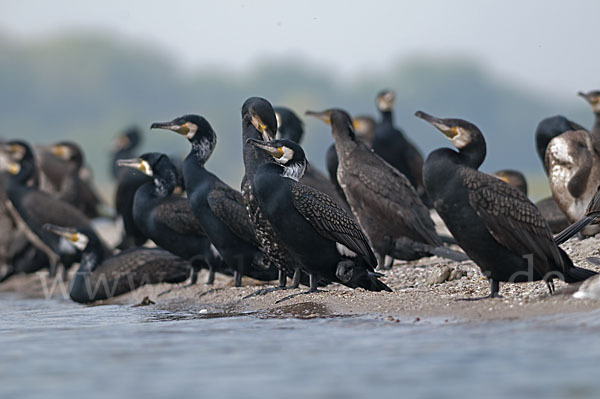 Kormoran (Phalacrocorax carbo)