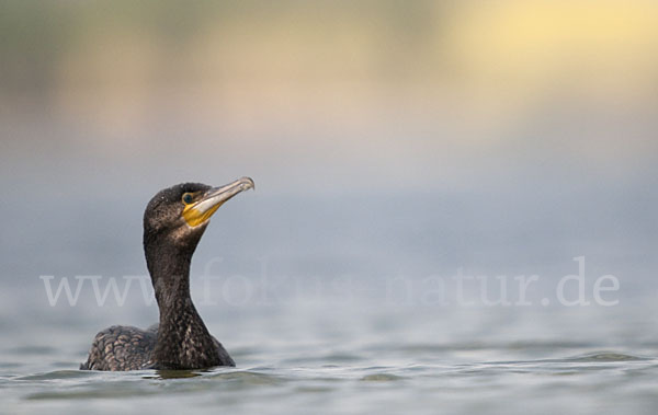 Kormoran (Phalacrocorax carbo)