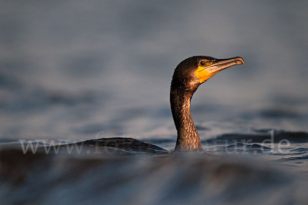 Kormoran (Phalacrocorax carbo)