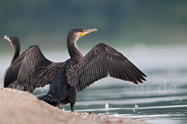 Kormoran (Phalacrocorax carbo)