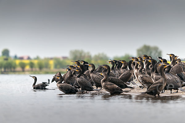 Kormoran (Phalacrocorax carbo)