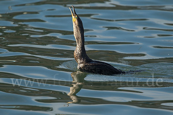 Kormoran sspec. (Phalacrocorax carbo maroccanus)