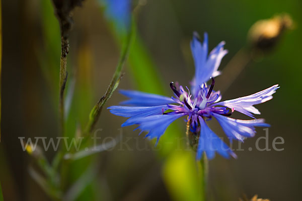 Kornblume (Centaurea cyanus)