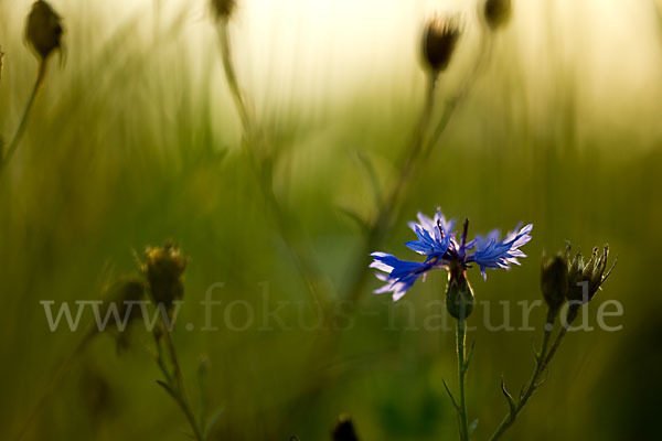 Kornblume (Centaurea cyanus)