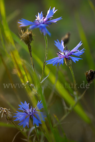 Kornblume (Centaurea cyanus)