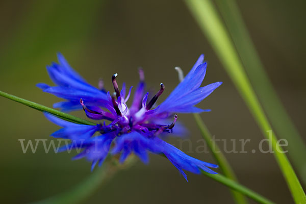 Kornblume (Centaurea cyanus)