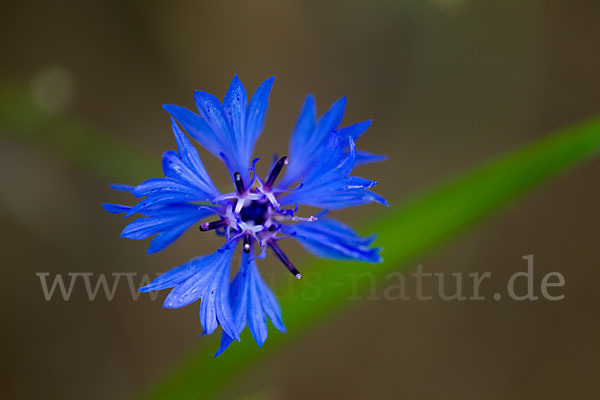 Kornblume (Centaurea cyanus)