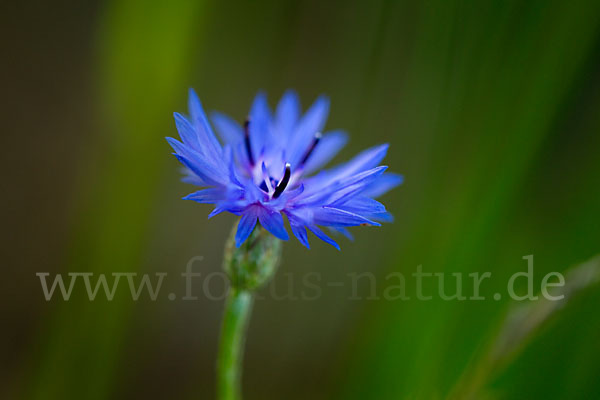 Kornblume (Centaurea cyanus)