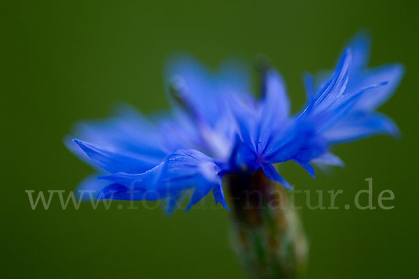 Kornblume (Centaurea cyanus)