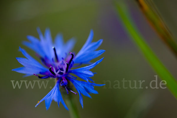 Kornblume (Centaurea cyanus)