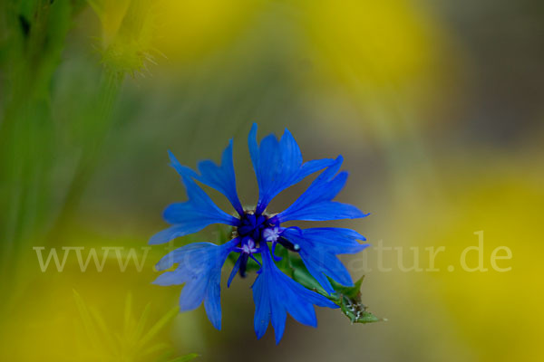 Kornblume (Centaurea cyanus)