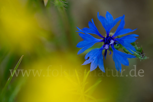 Kornblume (Centaurea cyanus)