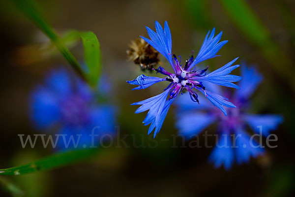 Kornblume (Centaurea cyanus)