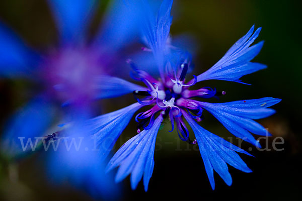 Kornblume (Centaurea cyanus)