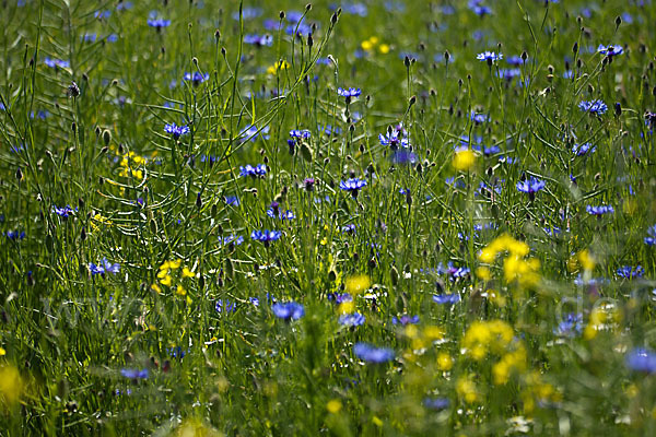 Kornblume (Centaurea cyanus)