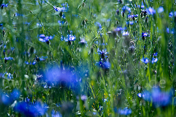 Kornblume (Centaurea cyanus)