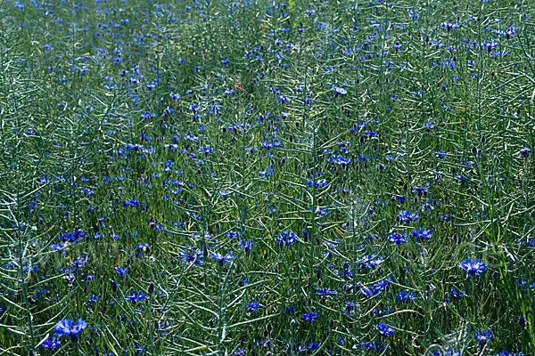 Kornblume (Centaurea cyanus)