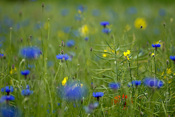 Kornblume (Centaurea cyanus)