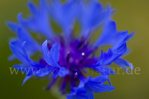 Kornblume (Centaurea cyanus)