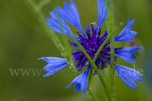 Kornblume (Centaurea cyanus)