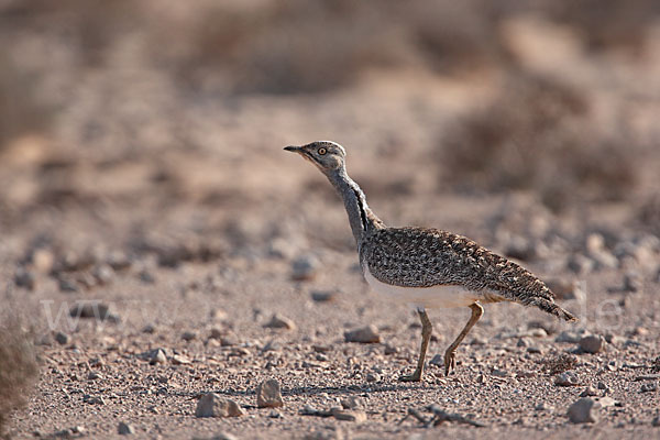 Kragentrappe (Chlamydotis undulata fuerteventurae)